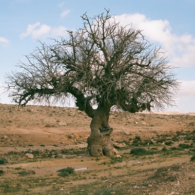 העץ במדבר