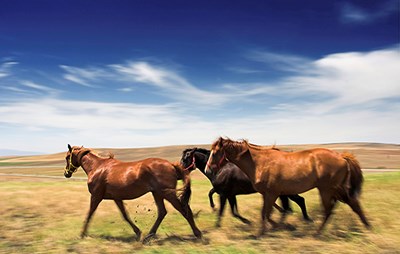 הסוסים בטבע